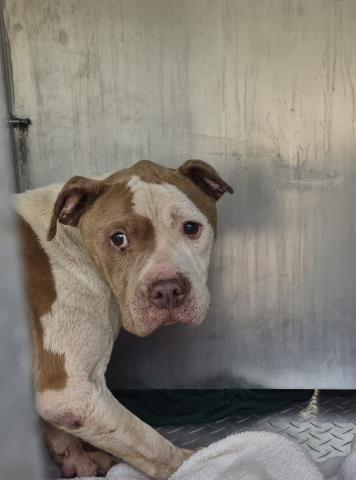 Shelter Stray Female Dog last seen Near BLOCK NORTHLAWN ST, DETROIT, MI 48221, 7401 Chrysler Dr, Detroit, MI 48211, USA
