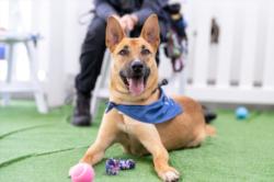Shelter Stray Male Dog last seen , 14409 Vanowen St, Van Nuys, CA 91405, USA