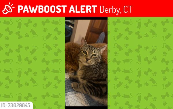 Lost Male Cat last seen Roosevelt drive Oxford , Derby, CT 06418