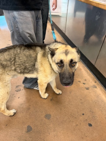 Shelter Stray Male Dog last seen , 14409 Vanowen St, Van Nuys, CA 91405, USA