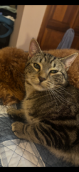 Lost Male Cat last seen Roosevelt drive Oxford , Derby, CT 06418