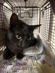 Shelter Stray Male Cat last seen , 14409 Vanowen St, Van Nuys, CA 91405, USA