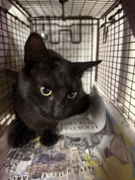 Shelter Stray Male Cat last seen , 14409 Vanowen St, Van Nuys, CA 91405, USA