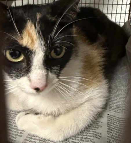 Shelter Stray Female Cat last seen , 14409 Vanowen St, Van Nuys, CA 91405, USA