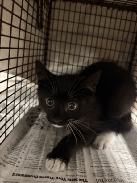 Shelter Stray Male Cat last seen , 14409 Vanowen St, Van Nuys, CA 91405, USA
