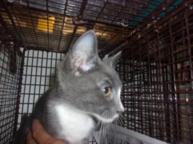 Shelter Stray Male Cat last seen , 14409 Vanowen St, Van Nuys, CA 91405, USA