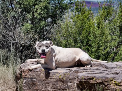 Shelter Stray Female Dog last seen Near BLOCK PASEO GALISTEO SANTA FE NM 87507, 100 Caja Del Rio Rd, Santa Fe, NM 87507, USA