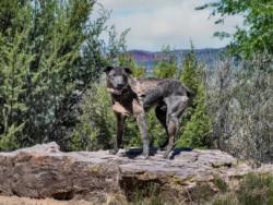 Shelter Stray Male Dog last seen Near BLOCK PASEO GALISTEO SANTA FE NM 87507, 100 Caja Del Rio Rd, Santa Fe, NM 87507, USA