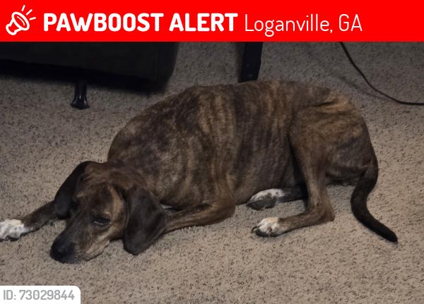 Lost Female Dog last seen Grady Smith, Loganville, GA 30052