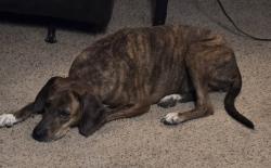 Lost Female Dog last seen Grady Smith, Loganville, GA 30052