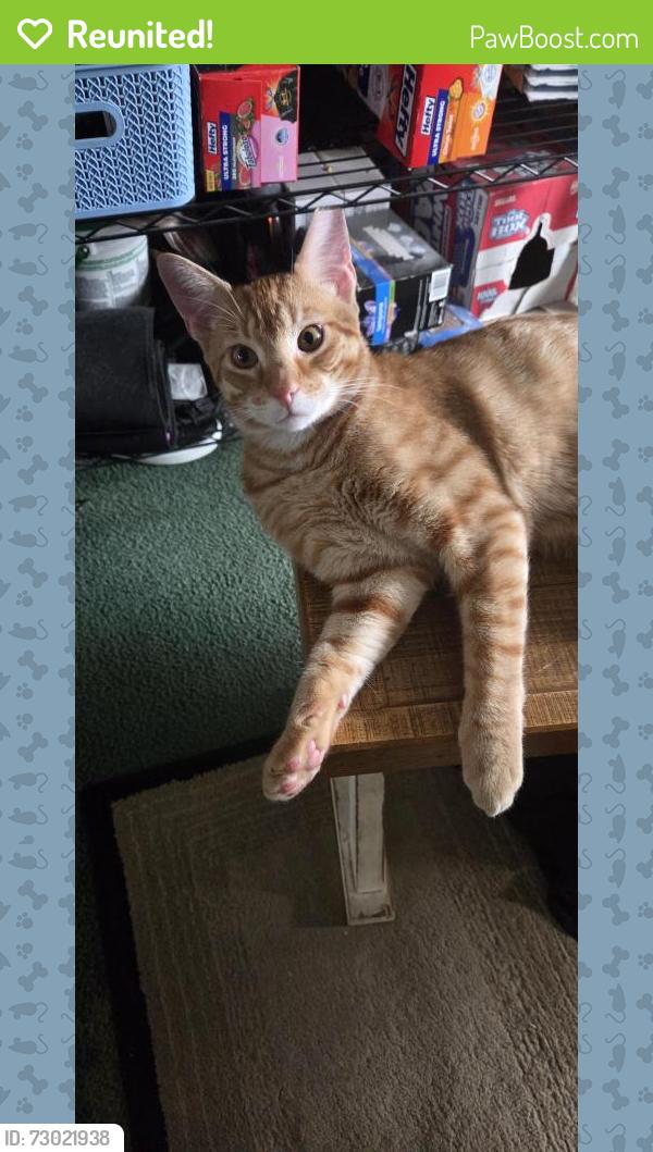 Reunited Male Cat last seen Waterstreet, Dillsburg, PA 17019