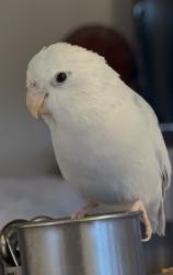 Lost Male Bird last seen Thayer Ave., Los Angeles, CA 90024