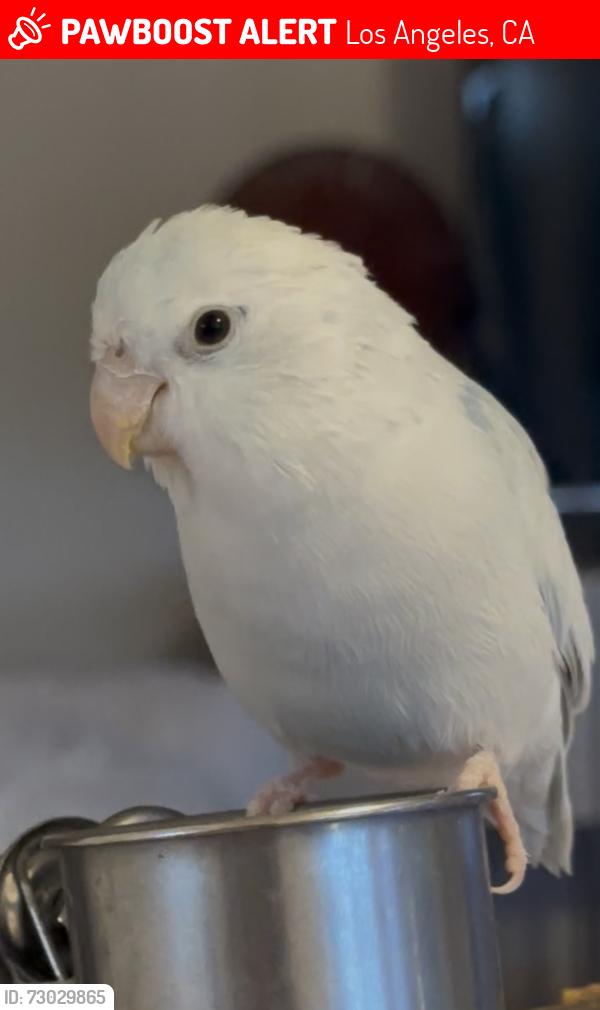 Lost Male Bird last seen Thayer Ave., Los Angeles, CA 90024