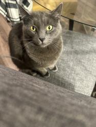Reunited Female Cat last seen Lowell Blvd , W 97th Ave, CO 80035