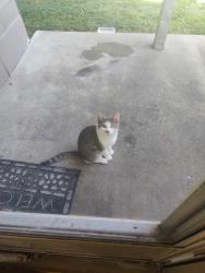 Found/Stray Male Cat last seen 21st and memorial, Tulsa, OK 74112