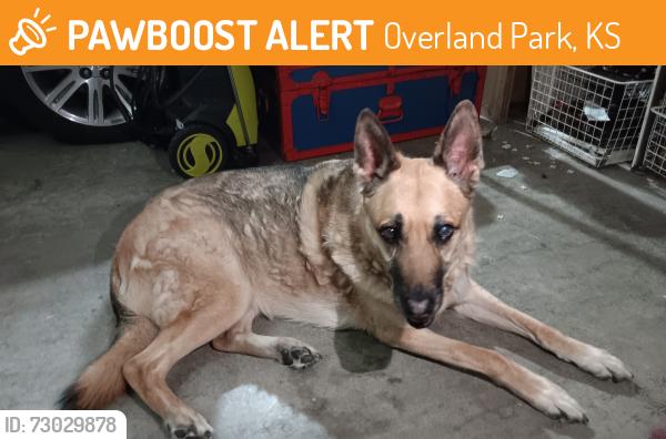 Found/Stray Unknown Dog last seen 155th and Nall, Overland Park, KS 66223