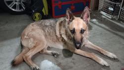 Found/Stray Unknown Dog last seen 155th and Nall, Overland Park, KS 66223