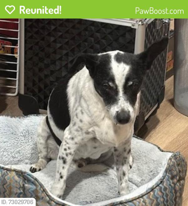 Reunited Male Dog last seen Near Juniper Dr. Roeland Park, KS 66205, Roeland Park, KS 66205