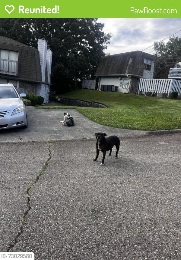 Reunited Unknown Dog last seen Cross Park Drive, Knoxville, TN 37923