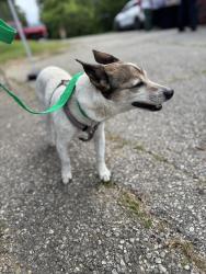 Reunited Female Dog last seen Delhi Park on Foley near the lake, Cincinnati, OH 45238
