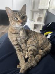 Lost Female Cat last seen South of M6 in between Wilson and Byron Center, Kent County, MI 49519