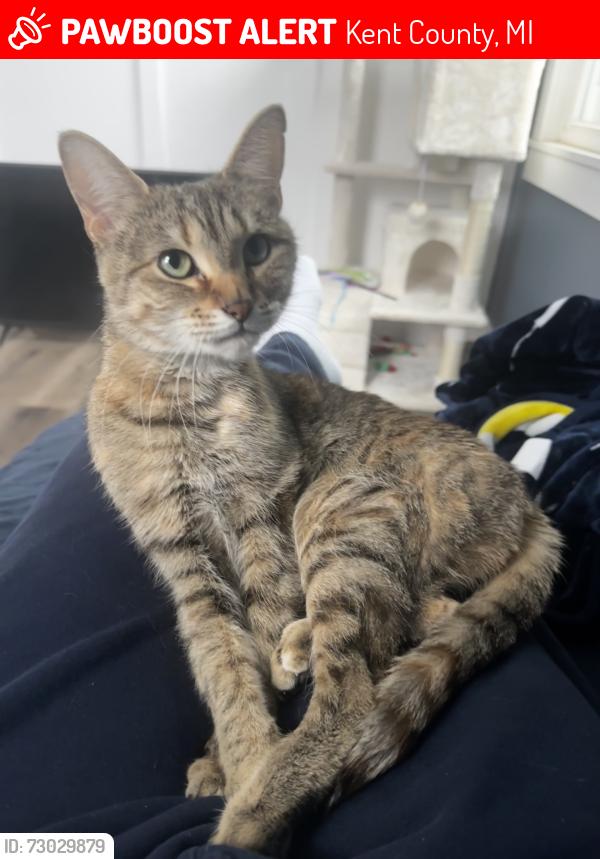Lost Female Cat last seen South of M6 in between Wilson and Byron Center, Kent County, MI 49519