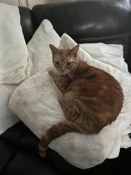 Lost Male Cat last seen Wernersville, Wernersville, PA 19565