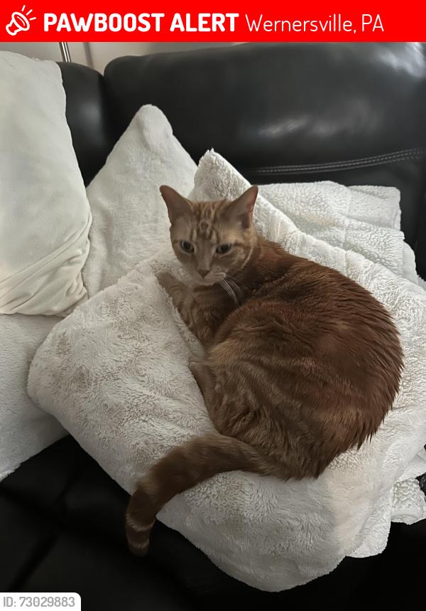 Lost Male Cat last seen Wernersville, Wernersville, PA 19565