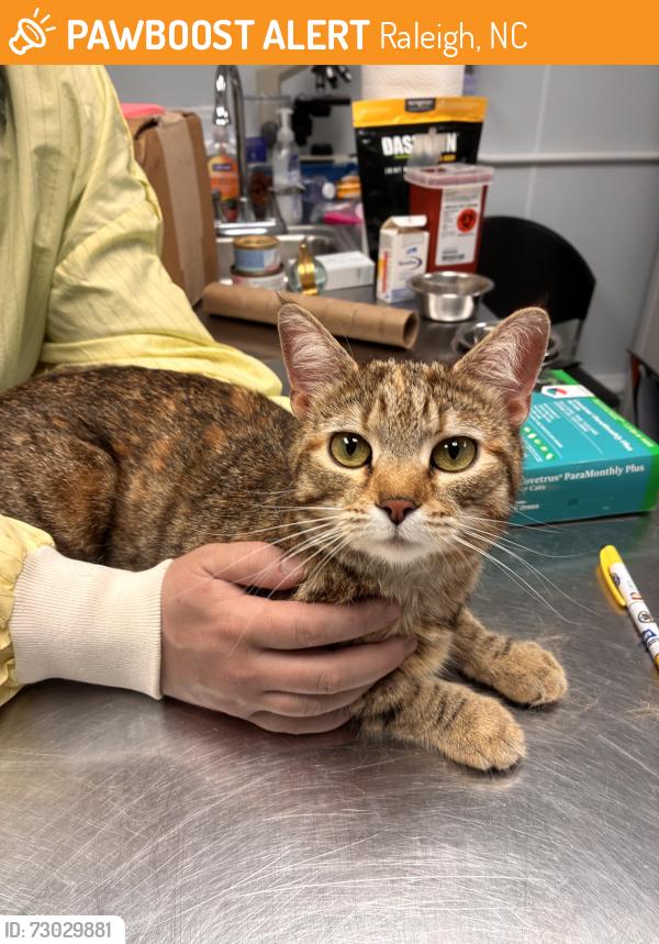 Rehomed Female Cat last seen Lake Boone Trail, Duraleigh, and Ridge Rd., Raleigh, NC 27607