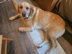 Lost Male Dog last seen By the franklin public library, Franklin, WI 53132
