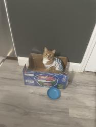 Lost Male Cat last seen Emerald street, Harrisburg, PA 17110