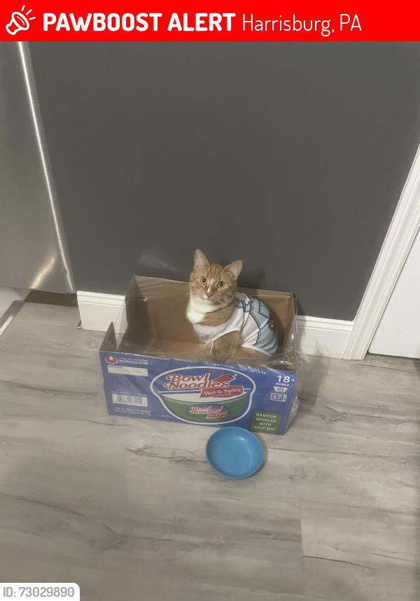 Lost Male Cat last seen Emerald street, Harrisburg, PA 17110