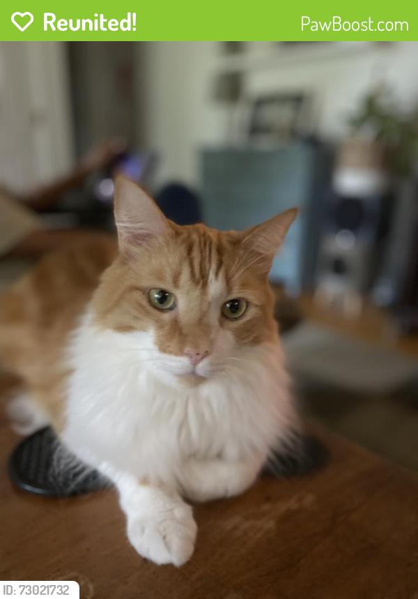 Reunited Male Cat last seen Hemlock Circle and Pinewood Drive, Hope Mills, NC 28348