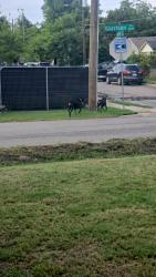 Found/Stray Male Dog last seen Garrison , Dallas, TX 75216