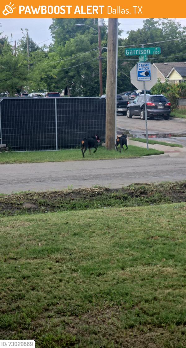 Found/Stray Male Dog last seen Garrison , Dallas, TX 75216