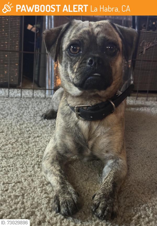 Found/Stray Male Dog last seen Near E Lambert La Habra, CA 90631 United States, La Habra, CA 90631
