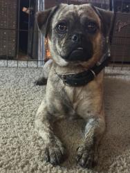 Found/Stray Male Dog last seen Near E Lambert La Habra, CA 90631 United States, La Habra, CA 90631