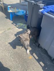Found/Stray Male Dog last seen Up the road from key foods, Rocky Mount, NC 27803