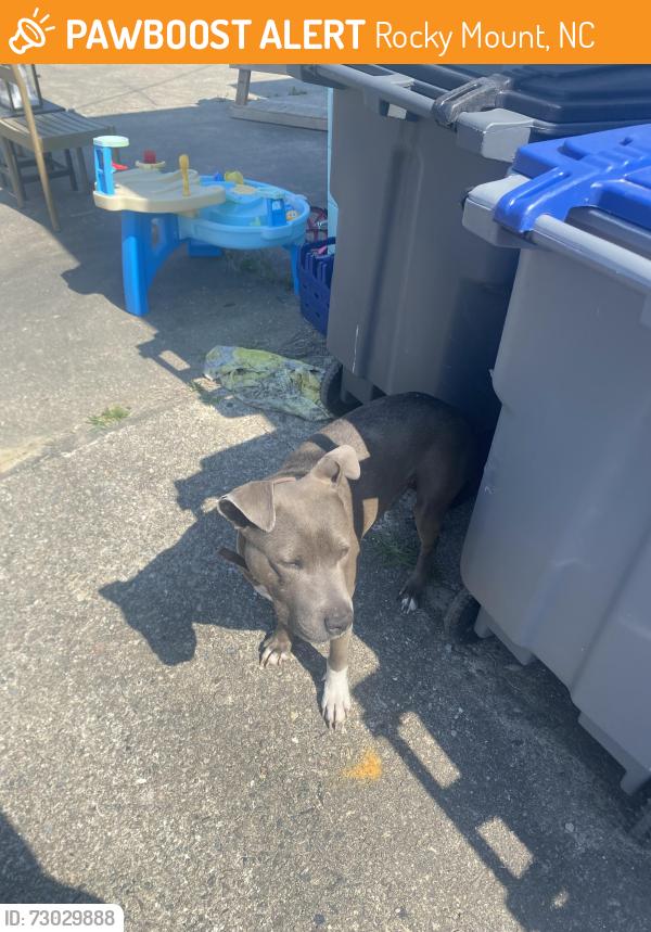 Found/Stray Male Dog last seen Up the road from key foods, Rocky Mount, NC 27803