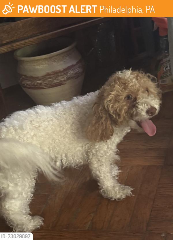 Found/Stray Unknown Dog last seen Gilbert Street, Philadelphia, PA 19138