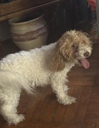 Found/Stray Unknown Dog last seen Gilbert Street, Philadelphia, PA 19138