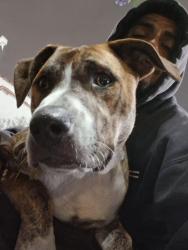 Lost Male Dog last seen Oregon y San Francisco , Long Beach, CA 90813