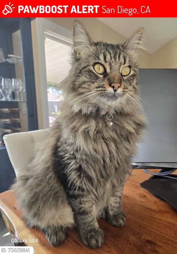 Lost Male Cat last seen Alderman , San Diego, CA 92126