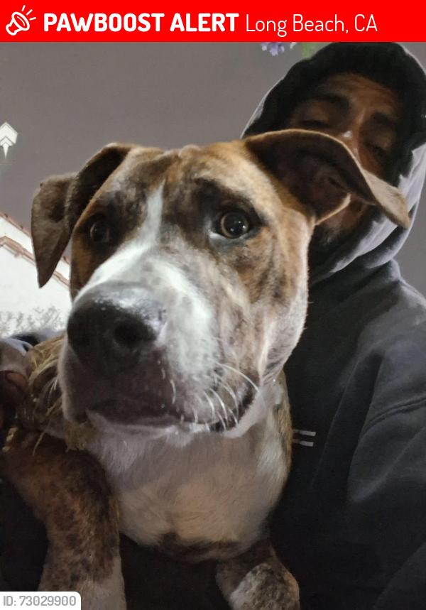 Lost Male Dog last seen Oregon y San Francisco , Long Beach, CA 90813
