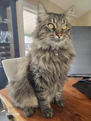 Lost Male Cat last seen Alderman , San Diego, CA 92126