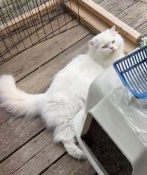 Lost Female Cat last seen Indian trail middle school, Johnson City, TN 37601