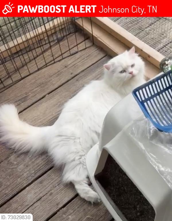 Lost Female Cat last seen Indian trail middle school, Johnson City, TN 37601
