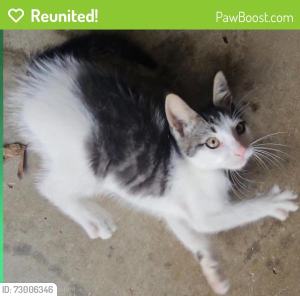 Reunited Male Cat last seen Near sunnyside drive, Lawrenceville, ga, Lawrenceville, GA 30044