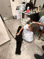 Lost Male Dog last seen Near and 6ave, New York, NY 10019