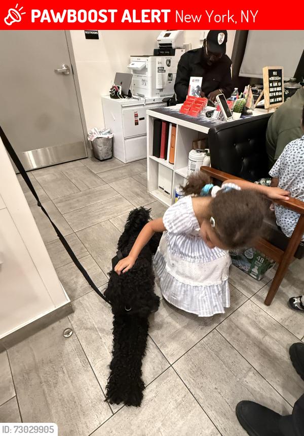 Lost Male Dog last seen Near and 6ave, New York, NY 10019